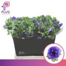 Anemone, blau - 10 Stiele